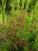 Trzmielina niska - oryginalny krzew okrywowy