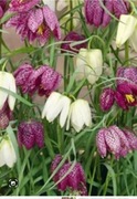 Fritillaria meleagris szachownica kostkowata