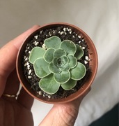 Greenovia aurea / Aeonium aureum