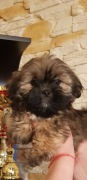 Lhasa Apso* Rasa podobna do Shih Tzu*Rodowód FCI