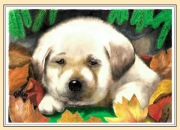 OBRAZEK - pies - rysunek kredkami