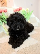 Shihpoo piesek mama shihtzu tata pudel . Podobne do Cavapoo Maltipoo