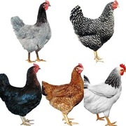 Młode nioski kury kokoszki Ferma Machowa 180