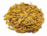 Owies paszowy idealny dla koni , kur , kaczek , królików . Zboże pasza 5kg