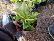 Pierwiosnek łyszczak mix kolorów - 1,5 l donica