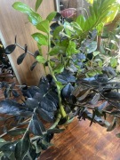 Zamiocucas duuuuuży Raven