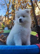 Szczeniaki rasy Samoyed 