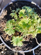 Serdecznik pospolity sadzonka