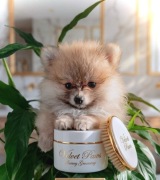 Szpic miniaturowy pomeranian 