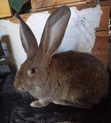 Króliki Belgijskie Bos Olbrzymy