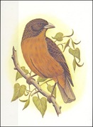 Wyspy Św Tomasza i Książęce - Ptaki, (zestaw 529)