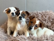 Jack Russell Terrier PIESKI od # Smartie Jacks # pure breed males