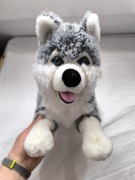 Duża maskotka biało-szary husky wilczek Sandy