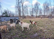 Sprzedam mleko KOZIE 