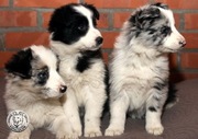 Border Collie coli - szczeniak Blue Merle tricolor (badania rodziców)
