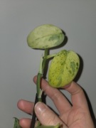 Scindapsus jade satine marble quenn 