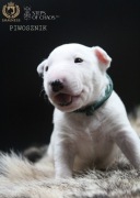 Bulterier miniaturowy FCI samczyk PIWOSZNIK