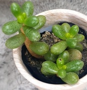 Sedum Hernandezii, błyszczący rozchodnik, Gratis! 177