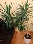 Juka doniczkowa 180 cm Jukka