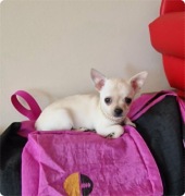 Chihuahua malutki kremowo biały piesek