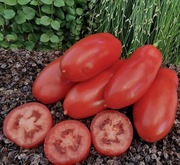 Pomidor Giulietta F1