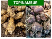 Topinambur PREMIUM 5kg EKO/BIO sadzeniak konsumpcja