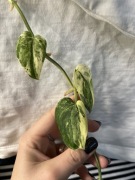 Scindapsus mangurai cięte pędówki