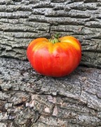 ISPOLIN  Pomidor Kolekcjonerski 