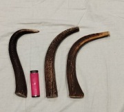 Poroże zestaw 3 szt naturalny Gryzak  dla psa  21-23cm 