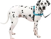 Nylonowe SZELKI TRENINGOWE psa roz.M/L plus smycz 2 metry 