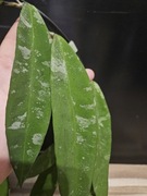 Hoya kaikoeana Sp dahlia