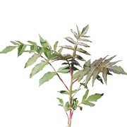 Sumak octowiec,  duży ozdobny krzew 50-70 cm