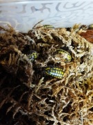 Armadillidium gestroi - isopody