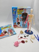 Model Ludzkiego Ciała do nauki dla dzieci