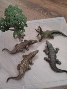 Aligatory schleich colectta 
