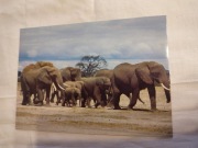 POCZTÓWKA KENIA 12x17cm  1993r.[PK37]