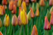 Tulipan EL NINO Pomarańczowo-Miedziany Cebule XXL 12+ (10 sztuk)
