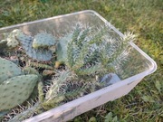 KAKTUSY MROZOODPORNE 20SZT