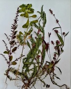 Zielnik rośliny do zielnika 20 gatunków klejone na blok a4