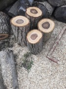 Pieńki orzecha włoskiego 