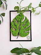 Dekoracje z monsterą, liść z chrobotka 42x60 cm