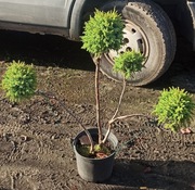 Jałowiec formowany bonsai