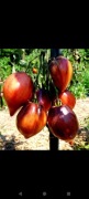 Nasiona kolekcjonerskie pomidora CRUSHED HEART