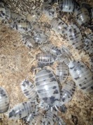 Ekipa sprzątająca Isopod Porcellio Laevis "Dairy Cow"
