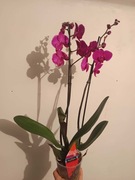 Storczyk Phalaenopsis - 2 Pędy - Idealny na Dzień Kobiet