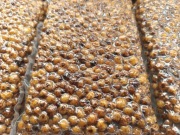 Orzech tygrysi 8-16mm gotowany cena za 1kg