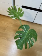 Monstera Thai Constellation