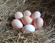 Duże jajka kurze świeże