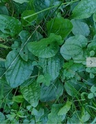 Babka pospolita liść suszony z Bieszczad  100g