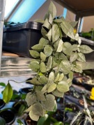 Hoya krohniana Eskimo